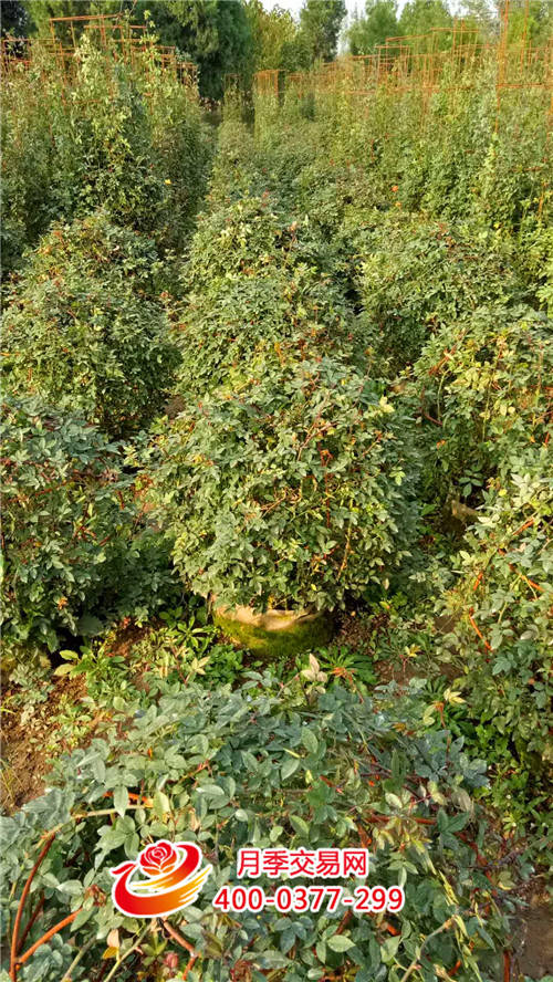 樹狀月季成功運(yùn)用于該市美化彩化工程(圖1)